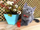 Sıcakkanlı Orijinal Blue British Shorthair Yavrumuz Pier