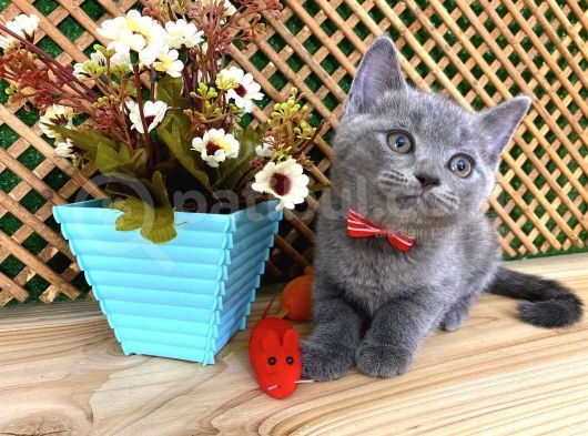 Sıcakkanlı Orijinal Blue British Shorthair Yavrumuz Pier