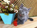Sıcakkanlı Orijinal Blue British Shorthair Yavrumuz Pier