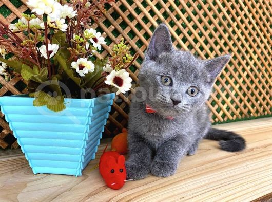 Sıcakkanlı Orijinal Blue British Shorthair Yavrumuz Pier görsel