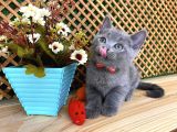Sıcakkanlı Orijinal Blue British Shorthair Yavrumuz Pier