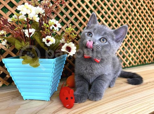 Sıcakkanlı Orijinal Blue British Shorthair Yavrumuz Pier görsel