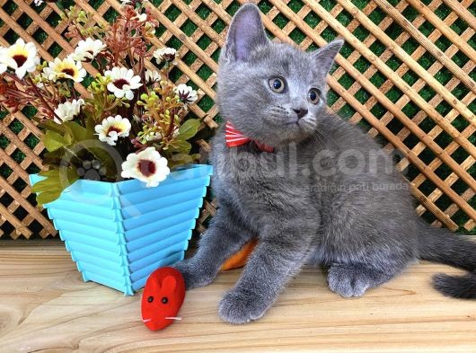 Sıcakkanlı Orijinal Blue British Shorthair Yavrumuz Pier görsel