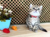 Sıcakkanlı Tosun Golden Tabby British Shorthair Yavrumuz Zora
