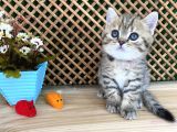Sıcakkanlı Tosun Golden Tabby British Shorthair Yavrumuz Zora