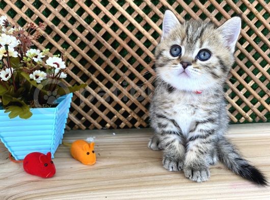 Sıcakkanlı Tosun Golden Tabby British Shorthair Yavrumuz Zora görsel