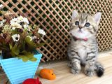 Sıcakkanlı Tosun Golden Tabby British Shorthair Yavrumuz Zora