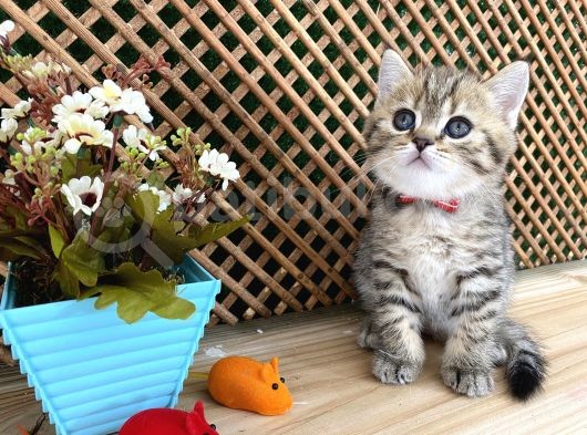 Sıcakkanlı Tosun Golden Tabby British Shorthair Yavrumuz Zora görsel