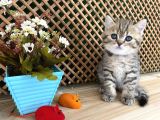 Sıcakkanlı Tosun Golden Tabby British Shorthair Yavrumuz Zora