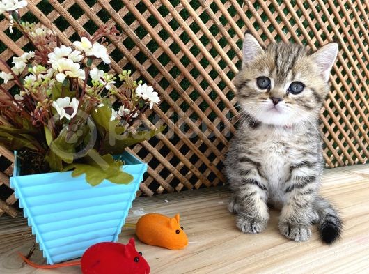 Sıcakkanlı Tosun Golden Tabby British Shorthair Yavrumuz Zora görsel