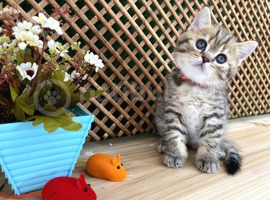 Sıcakkanlı Tosun Golden Tabby British Shorthair Yavrumuz Zora görsel