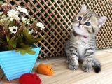 Sıcakkanlı Tosun Golden Tabby British Shorthair Yavrumuz Zora