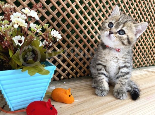 Sıcakkanlı Tosun Golden Tabby British Shorthair Yavrumuz Zora görsel