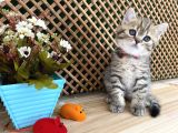 Sıcakkanlı Tosun Golden Tabby British Shorthair Yavrumuz Zora
