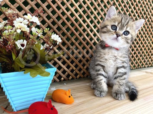 Sıcakkanlı Tosun Golden Tabby British Shorthair Yavrumuz Zora