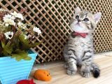 Sıcakkanlı Tosun Golden Tabby British Shorthair Yavrumuz Zora