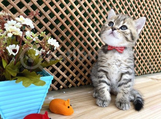 Sıcakkanlı Tosun Golden Tabby British Shorthair Yavrumuz Zora görsel