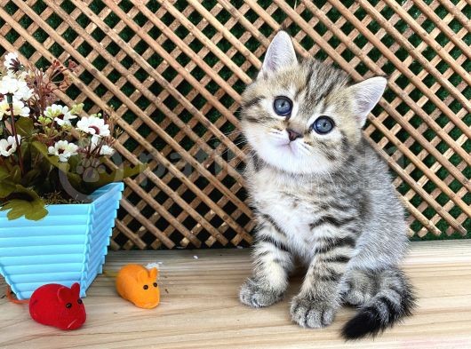 Sıcakkanlı Tosun Golden Tabby British Shorthair Yavrumuz Zora görsel