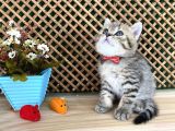 Sıcakkanlı Tosun Golden Tabby British Shorthair Yavrumuz Zora