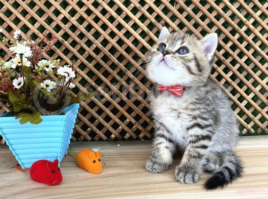 Sıcakkanlı Tosun Golden Tabby British Shorthair Yavrumuz Zora görsel