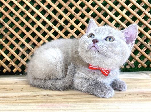 Çocuklarla Anlaşan Lilac British Shorthair Yavrumuz Lori görsel