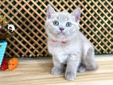Çocuklarla Anlaşan Lilac British Shorthair Yavrumuz Lori