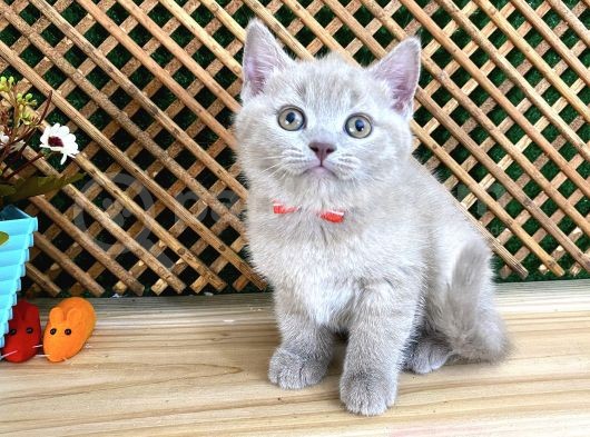 Çocuklarla Anlaşan Lilac British Shorthair Yavrumuz Lori