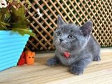 Sıcakkanlı Orijinal Blue British Shorthair Yavrumuz Pier