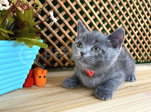 Sıcakkanlı Orijinal Blue British Shorthair Yavrumuz Pier görsel
