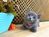 Sıcakkanlı Orijinal Blue British Shorthair Yavrumuz Pier