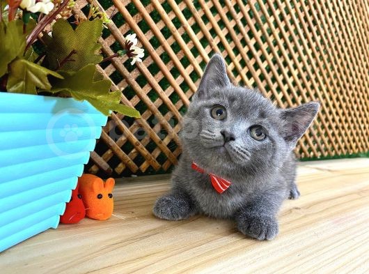 Sıcakkanlı Orijinal Blue British Shorthair Yavrumuz Pier görsel