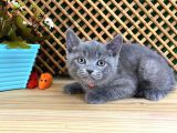 Sıcakkanlı Orijinal Blue British Shorthair Yavrumuz Pier
