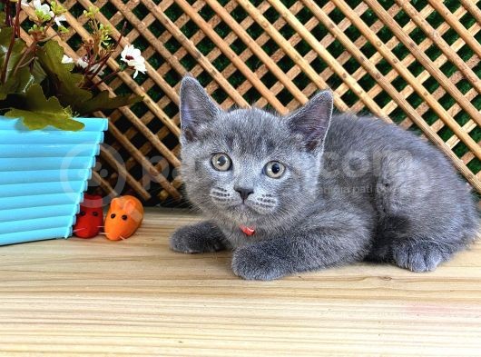 Sıcakkanlı Orijinal Blue British Shorthair Yavrumuz Pier görsel