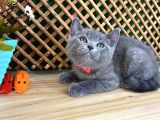 Sıcakkanlı Orijinal Blue British Shorthair Yavrumuz Pier