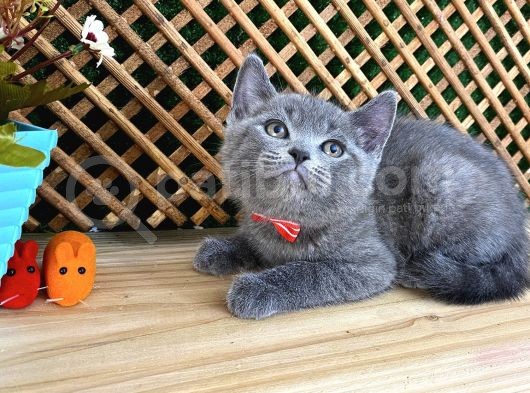 Sıcakkanlı Orijinal Blue British Shorthair Yavrumuz Pier görsel