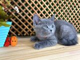 Sıcakkanlı Orijinal Blue British Shorthair Yavrumuz Pier