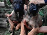Bursa'dan Malinois Yavrular