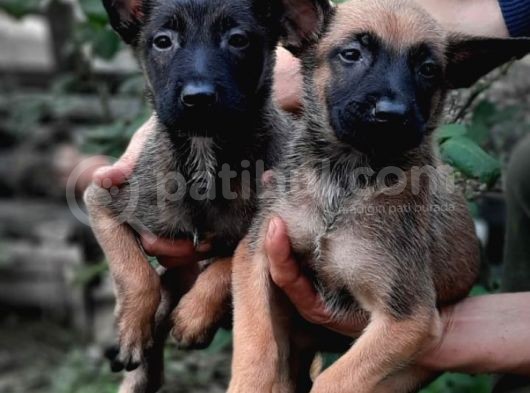 Bursa'Dan Malinois Yavrular
