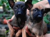 Bursa'Dan Malinois Yavrular