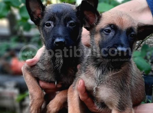 Bursa'Dan Malinois Yavrular görsel