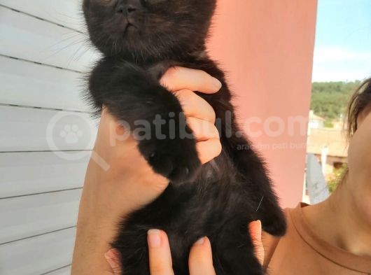 British Erkek Yavrularımız 1.200Tl görsel
