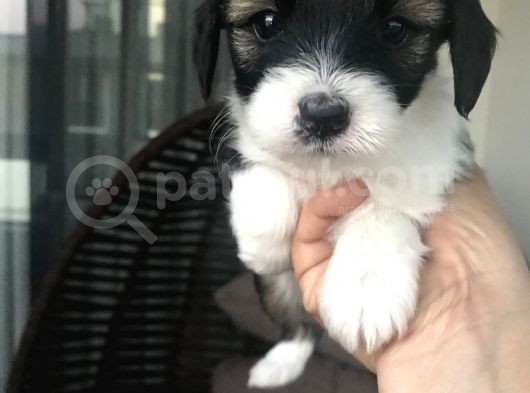 Terrier Yavrular Yeni Evlerine Gitmeye Hazırlar