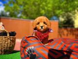 Red Toy Poodle Yavrularımız
