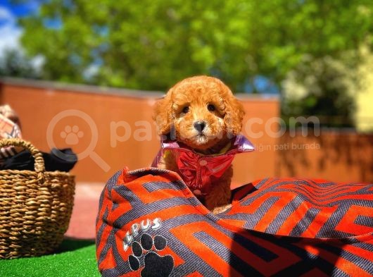 Red Toy Poodle Yavrularımız görsel