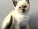 Sevimli Blue Point British Shorthair Erkek Yavrumuz