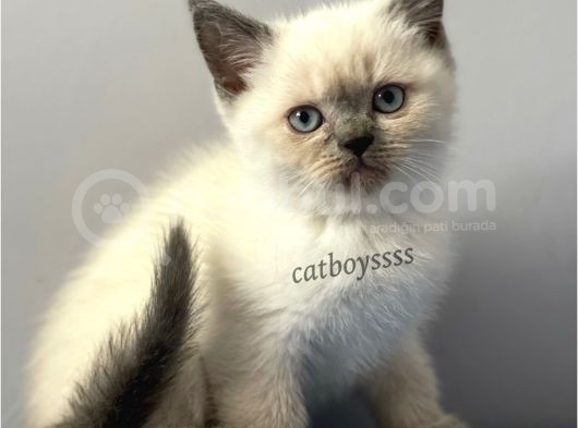 Sevimli Blue Point British Shorthair Erkek Yavrumuz görsel