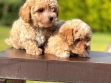 Mi̇ni̇ Boy Toy Poodle Yavrular
