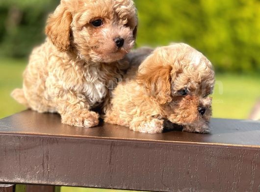 Mi̇ni̇ Boy Toy Poodle Yavrular görsel