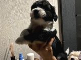 Terrier Yavrular Yeni Evlerine Gitmeye Hazırlar
