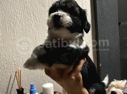 Terrier Yavrular Yeni Evlerine Gitmeye Hazırlar görsel
